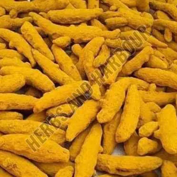 Turmeric Finger(Curcuma Longa)